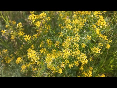 Видео: Небольшое летнее видео❤️В shorts всё не уместилось✨️