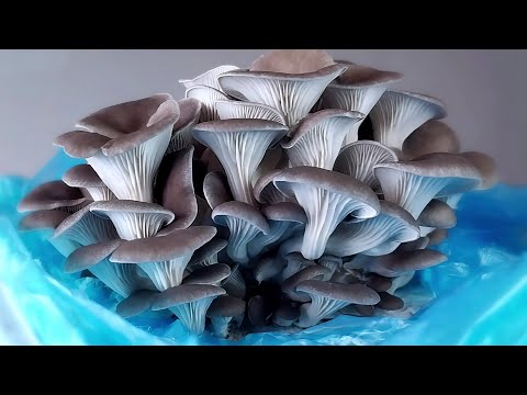 Видео: Вырастить вешенки в мешке для мусора несложно.