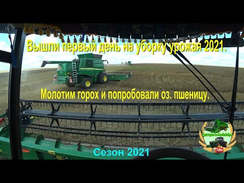 Видео: Вышли первый день в поле на уборку урожая 2021.  Молотим горох и попробовали оз. пшеницу.