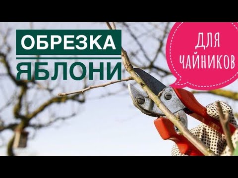 Видео: Как правильно обрезать яблоню белый налив? Видео для начинающих