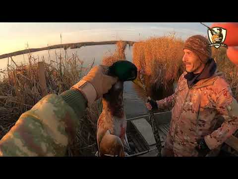 Видео: Ov/ qush ovu/ охота на утку/ Hunting Az