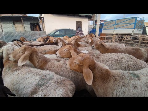 Видео: ПРИГОРОДНЫЙ МАЛ БАЗАРЫ КОЙ БАЗАР 2- НОЯБРЬ