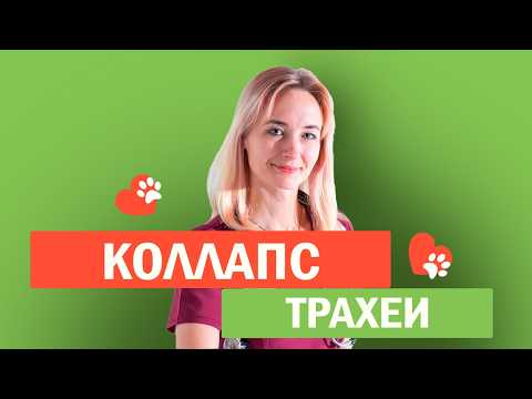Видео: Собака с коллапсом трахеи
