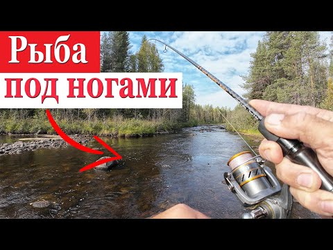 Видео: РЫБА КЛЮЕТ ПОД НОГАМИ. Я ХУдЕЮ от этой РЫБАЛКИ! КАРЕЛИЯ часть 2