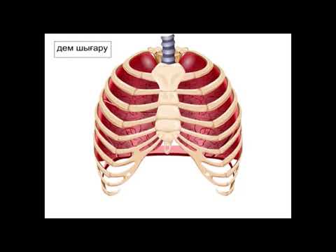 Видео: 8 сынып  Биология  Тыныс алу және тыныс шығару механизмдерін сипаттау