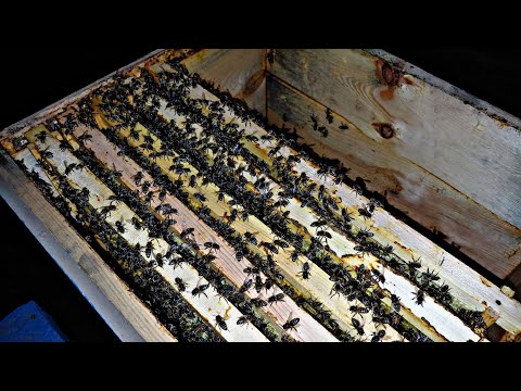 Видео: СОКРАЩАЮ ПЧЕЛ В ЗИМУ !!! 1.11.2025