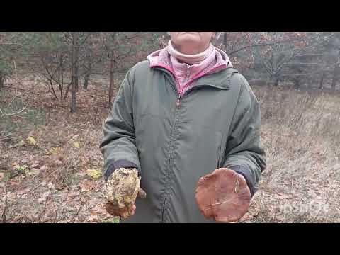 Видео: Велоподорож по гриби 8.12.25