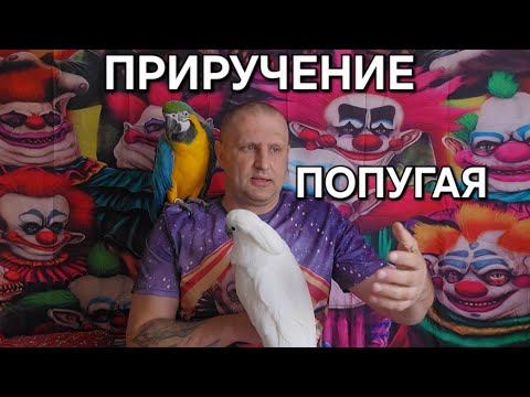 Видео: ПРИРУЧЕНИЕ ПОПУГАЯ
