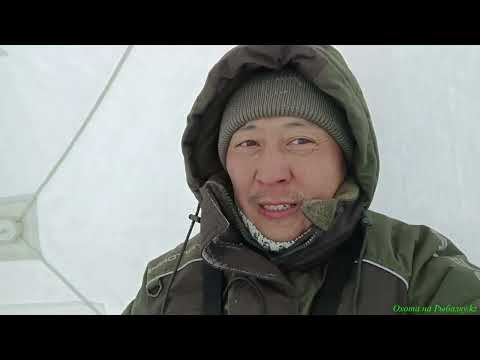 Видео: Судак на Нуре! Такого улова у меня еще не было!