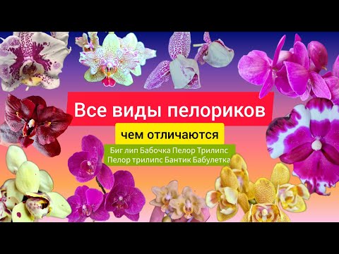 Видео: Все виды пелориков, чем отличаютс друг от друга Биг Лип, Бабочка, Пелор, Трилипс, Бантик и Бабулетка