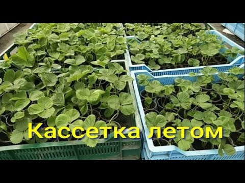 Видео: Клубника.  Первые результаты летнего укоренения кассетки.