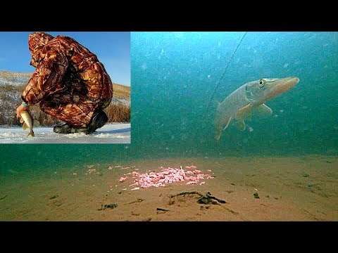Видео: Прикормка КУРИНАЯ ПЕЧЕНЬ + Щука на жерлицы + Подводная съемка