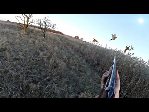 Видео: ОТКРЫТИЕ ОХОТЫ НА ФАЗАНА! КАК ЖЕ ТАК ПОЛУЧИЛОСЬ??