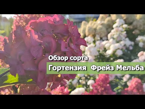 Видео: Гортензия Фрейз Мельба | Обзор сорта гортензии Фрайз Мельба: описание сорта
