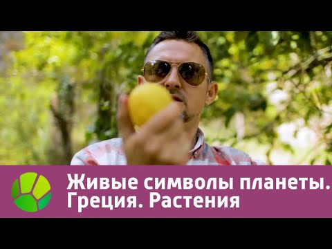 Видео: Живые символы планеты. Греция. Растения | Живая Планета