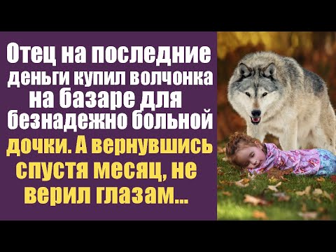 Видео: Отец на последние деньги купил волчонка на базаре для безнадежно больной дочки!А вернувшись не верил