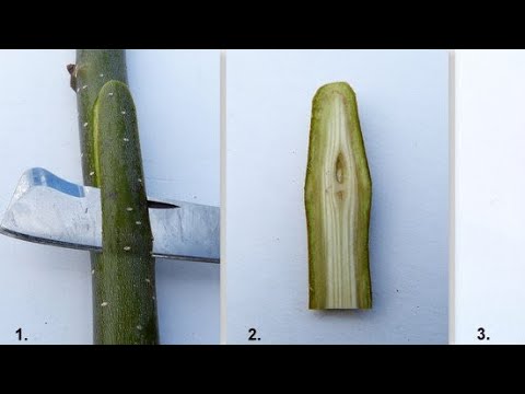 Видео: Бучурдон кантип кыйыштыруу