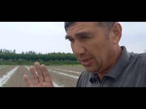 Видео: Тарвуз экиш сирлари. Биягомусга экилган тарвуз 2024. 05. 20-май