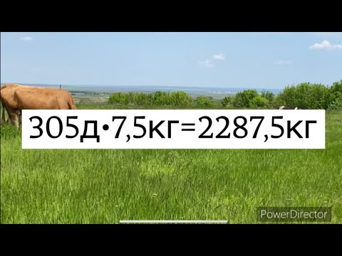 Видео: СКОЛЬКО СТОИТ НАКОРМИТЬ КОРОВУ? СКОЛЬКО СЕНА и ФУРАЖА В ГОД!!!