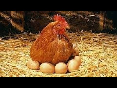 Видео: После 5 месяцев наконец то начали нестись! Грузия, Батуми, Махинджаури.  2025