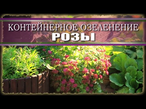 Видео: Обрезаю розы в теплице зимой / как перезимовали розы в контейнерах / сорта роз