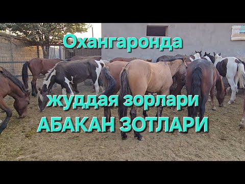 Видео: ОША МАШХУР АРЗОНЧИ ФЕРМА ОЗ ИШ ФАОЛИЯТИНИ БОШЛАДИ