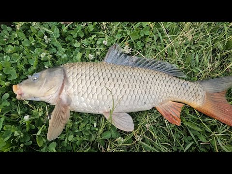 Видео: Отличная Рыбалка на Карпа. Мой рекорд по Карпу