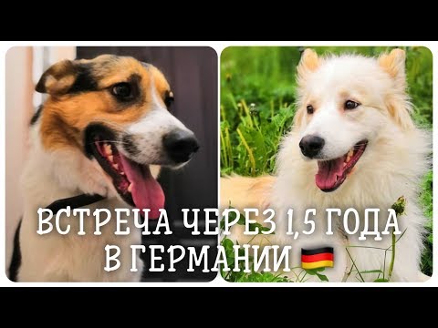 Видео: Из Сибири в Альпы. Встреча двух дворняжек спустя 1,5 года.
