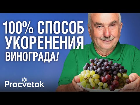 Видео: УКОРЕНИТСЯ ДАЖЕ ПАЛКА! Простой и надежный способ размножения винограда