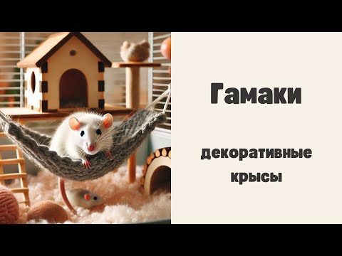 Видео: Новый гамак для крыс