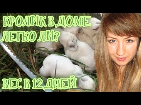 Видео: Разведение кроликов 2021. Кролик в доме. Вес крольчат в 12 дней. Воняют ли кролики?