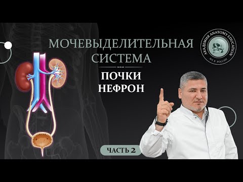 Видео: Мочевыделительная система. Почки. Нефрон. Часть 2 / Urinary system part 2