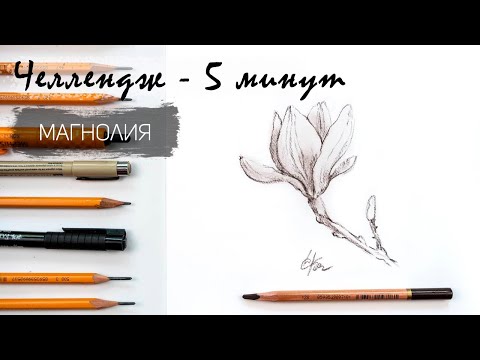 Видео: Магнолия за 5 минут простым карандашом. Челлендж-пятиминутка. Рисуем регулярно