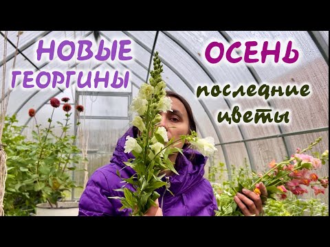 Видео: УБРАЛА САД. НОВЫЕ СОРТА ГЕОРГИН. 