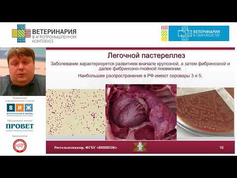 Видео: БИРЮЧЕНКОВ Д. А. Средства специфической профилактики актуальных инфекционных болезней у свиней