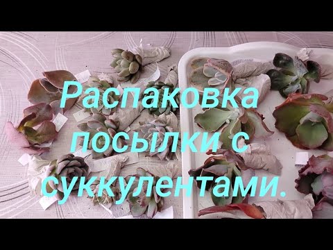 Видео: Эхеверии - "капустки" и не только... 🔥❤️ Распаковка посылки с суккулентами. #succulent #echeveria 