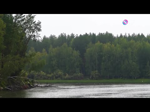 Видео: Лесная сказка. О прекрасных лесах нашей страны говорим сегодня в выпуске