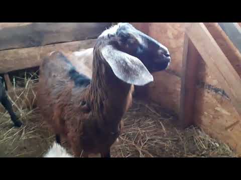 Видео: Сколько раз в день выдаивать козу после окота.🐐