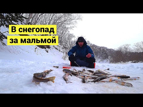 Видео: В снегопад за мальмой