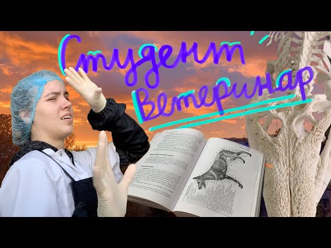 Видео: Студент ветеринар 🩺 | Неделя учёбы на медицинском 👩🏽‍⚕️