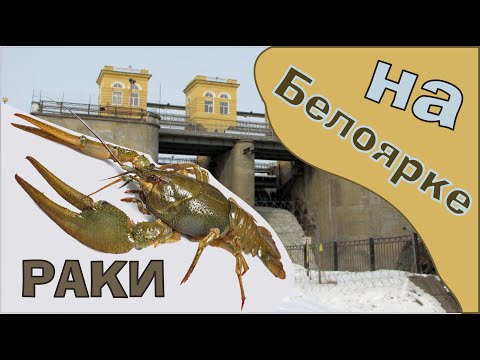 Видео: Раки на Белояке Видео с глубины 10 м Кто съел всю прикормку #рыбалка #отшельник #icehouse