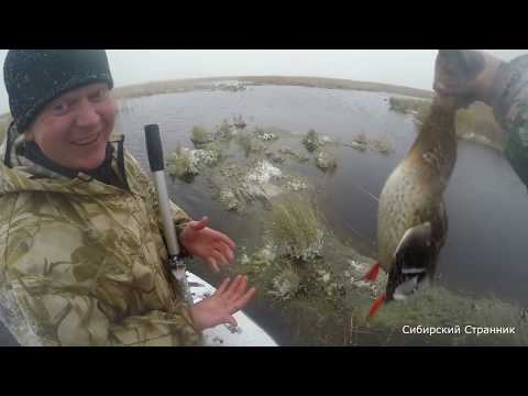 Видео: Закрыли охоту  по утке в Сибири.  Ремонт МР-153