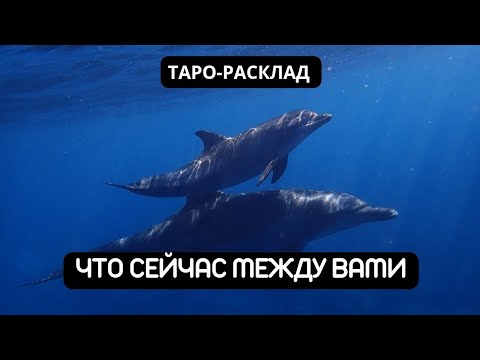 Видео: ЧТО СЕЙЧАС МЕЖДУ ВАМИ #tarot #таро #видео 