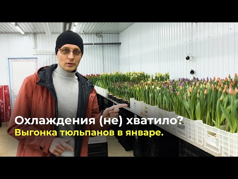 Видео: ИТОГИ ПЕРВОЙ ВЫГОНКИ «КРУГЛЫЙ ГОД» 🌷