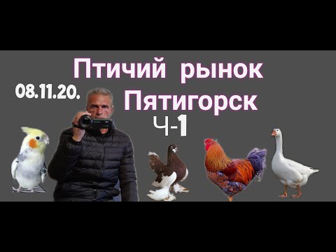 Видео: 08.11.20. Птичий рынок г. Пятигорск- ч1.08.11.20. Poultry market of Pyatigorsk - h1.