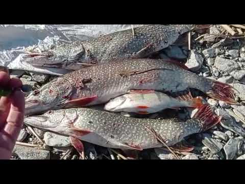 Видео: Имантав/Рыба есть!