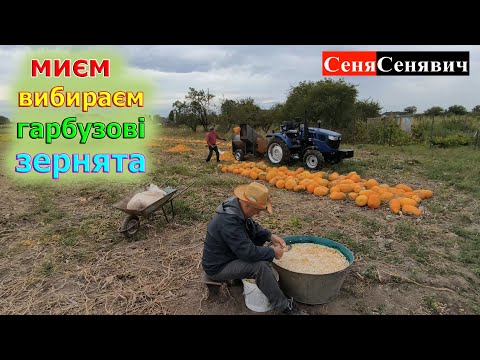 Видео: Як миється, вибирається, сушиться і готується насіння гарбуза на посівмат та чи вийде щось заробити