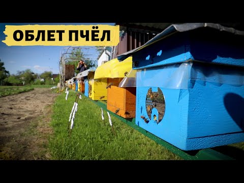 Видео: Облёт пчёл | Мини нуклеусы