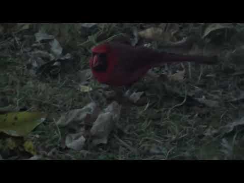 Видео: От печали до радости