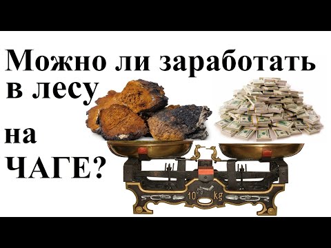 Видео: Подработка в лесу на Чаге. Альтернативный заработок. Реальный опыт.